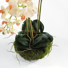 Load image into Gallery viewer, PHALAENOPSIS 16" MINI GARDEN DROP-IN
