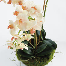 Load image into Gallery viewer, PHALAENOPSIS 16" MINI GARDEN DROP-IN
