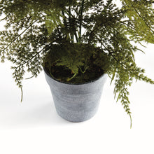 Load image into Gallery viewer, PLUMOSA FERN DROP-IN 21"
