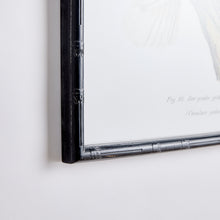 Load image into Gallery viewer, PARROT STUDY IN WHITE, SET OF 4

