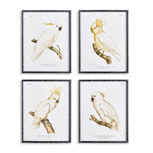 Load image into Gallery viewer, PARROT STUDY IN WHITE, SET OF 4
