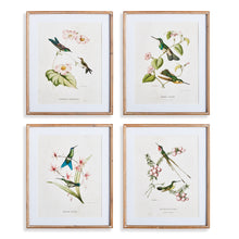 Load image into Gallery viewer, HUMMINGBIRDS WITH BLUSH BLOOMS, SET OF 4
