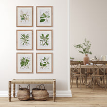 Load image into Gallery viewer, CLASSIC FLOWER AND LEAF STUDY, SET OF 6
