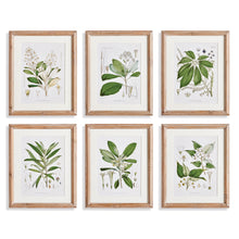 Load image into Gallery viewer, CLASSIC FLOWER AND LEAF STUDY, SET OF 6
