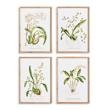 Load image into Gallery viewer, ORCHID ASSORTMENT STUDY, SET OF 4
