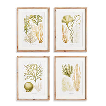 Load image into Gallery viewer, VERDANT CORAL STUDY, SET OF 4
