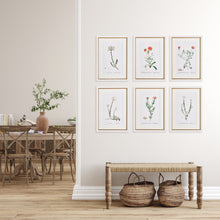 Load image into Gallery viewer, FLOWER STUDIES IN SHADES OF BLUSH, SET OF 6
