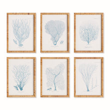 Load image into Gallery viewer, SEA FAN AND CORAL STUDY IN BLUE, SET OF 6
