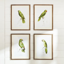 Load image into Gallery viewer, PARROT ILLUSTRATIONS IN GREEN, SET OF 4
