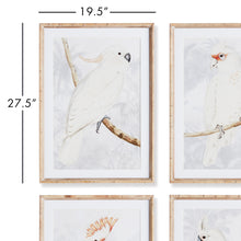 Load image into Gallery viewer, WHITE COCKATOO PRINTS, SET OF 4
