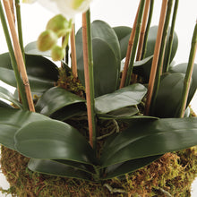 Load image into Gallery viewer, PHALAENOPSIS ORCHID BOWL DROP-IN 35"
