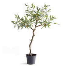 Load image into Gallery viewer, OLIVE TREE DROP-IN 40"
