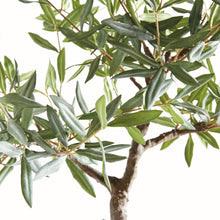 Load image into Gallery viewer, OLIVE TREE DROP-IN 40"
