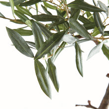 Load image into Gallery viewer, OLIVE TREE DROP-IN 40"
