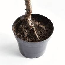 Load image into Gallery viewer, OLIVE TREE DROP-IN 40"
