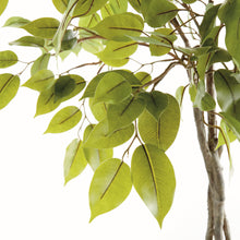 Load image into Gallery viewer, FICUS TREE DROP-IN 51"
