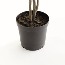 Load image into Gallery viewer, FICUS TREE DROP-IN 51"
