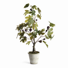 Load image into Gallery viewer, FIG TREE WITH FIGS POTTED DROP-IN 34"
