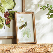 Load image into Gallery viewer, HUMMINGBIRDS IN BLOOMS STUDY, SET OF 8
