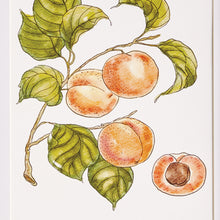 Load image into Gallery viewer, AUTUMNAL FRUIT PRINTS, SET OF 4
