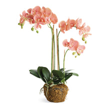 Load image into Gallery viewer, PHALAENOPSIS ORCHID DROP-IN 30"
