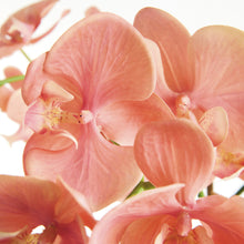 Load image into Gallery viewer, PHALAENOPSIS ORCHID DROP-IN 30"
