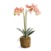 Load image into Gallery viewer, PHALAENOPSIS ORCHID DROP-IN 23"
