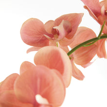Load image into Gallery viewer, PHALAENOPSIS ORCHID DROP-IN 23"
