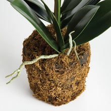Load image into Gallery viewer, PHALAENOPSIS ORCHID DROP-IN 23"
