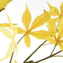 Load image into Gallery viewer, MAPLE LEAF BRANCHES 41" ST/2
