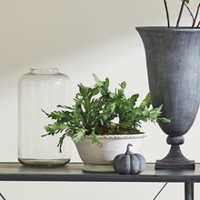 Load image into Gallery viewer, BIRDS NEST FERN DROP-IN 13.5
