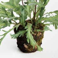 Load image into Gallery viewer, BIRDS NEST FERN DROP-IN 13.5
