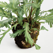 Load image into Gallery viewer, BIRDS NEST FERN DROP-IN 13.5
