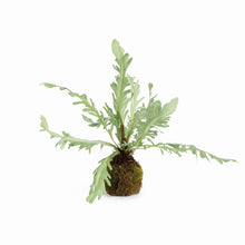 Load image into Gallery viewer, BIRDS NEST FERN DROP-IN 9
