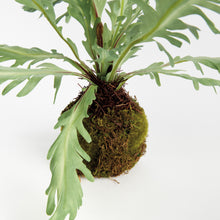 Load image into Gallery viewer, BIRDS NEST FERN DROP-IN 9
