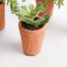 Load image into Gallery viewer, POTTED SUCCULENTS 8.5", SET OF 6
