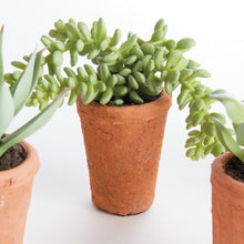 Load image into Gallery viewer, POTTED SUCCULENTS 8.5", SET OF 6
