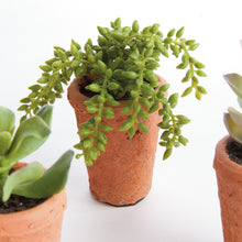 Load image into Gallery viewer, POTTED SUCCULENTS 8.5", SET OF 6
