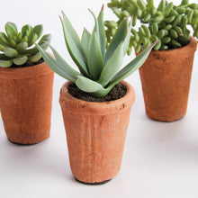 Load image into Gallery viewer, POTTED SUCCULENTS 8.5", SET OF 6
