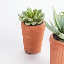 Load image into Gallery viewer, POTTED SUCCULENTS 8.5", SET OF 6
