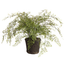 Load image into Gallery viewer, MAIDENHAIR DROP-IN 37"
