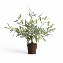Load image into Gallery viewer, OLIVE TREE DROP-IN 17.5"
