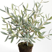 Load image into Gallery viewer, OLIVE TREE DROP-IN 26"
