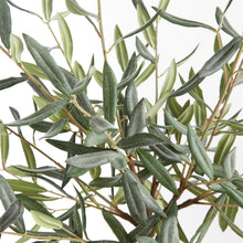Load image into Gallery viewer, OLIVE TREE DROP-IN 26"
