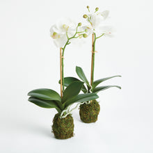 Load image into Gallery viewer, PHALAENOPSIS ORCHID DROP-IN 15" ST/2

