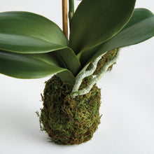 Load image into Gallery viewer, PHALAENOPSIS ORCHID DROP-IN 15" ST/2
