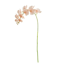 Load image into Gallery viewer, PHALAENOPSIS ORCHID STEMS 28" ST/4
