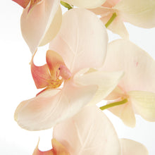 Load image into Gallery viewer, PHALAENOPSIS ORCHID STEMS 28" ST/4
