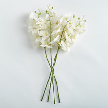 Load image into Gallery viewer, PHALAENOPSIS ORCHID STEMS 28" ST/4
