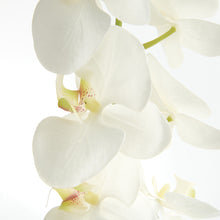 Load image into Gallery viewer, PHALAENOPSIS ORCHID STEMS 28" ST/4
